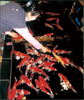 画像:入選